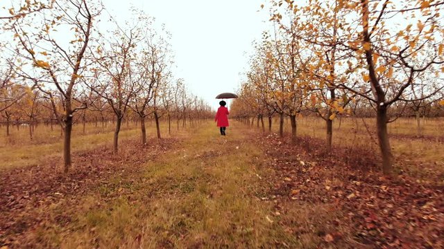 Woman in red coat and with umbrella walking alone between trees in apple garden at autumn season. Girl goes ahead away from drone flying camera. Minimalism, travel, nature concept