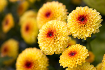 Macro of Lollipop Yellow Chrysanthemums in full bloom with water drops in center from morning dew. Blurry background.