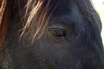 the beautiful brown horse portrait