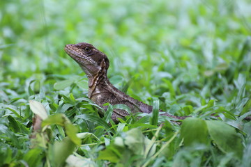 Eidechse im Gras bei Jacó in Costa Rica