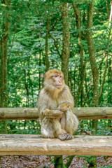 Naklejka premium Berberaffe sitzt auf Holzstamm