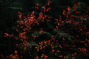 Bright red leaves contrasted with a dark evergreen background.