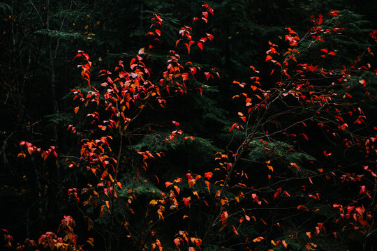 Bright red leaves contrasted with a dark evergreen background.