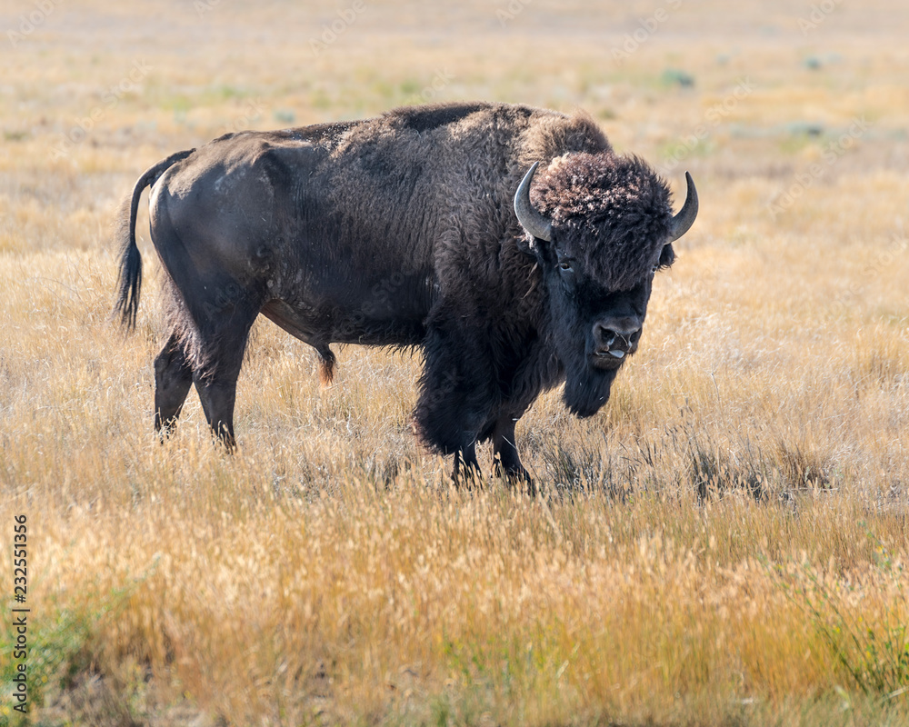 Wall mural Bison at Grasslands National Park