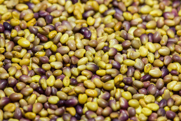 graines de trèfle violet