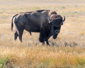 Bison at Grasslands National Park