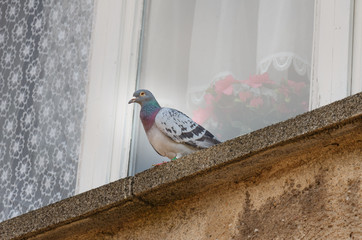 Taube auf Fensterbank