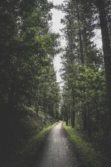 the road and the trees