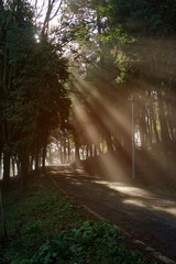 the road with sun rays
