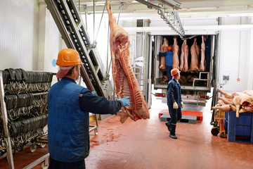 Fresh pork at meat plant
