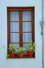 Fototapeta na wymiar the windows and plants