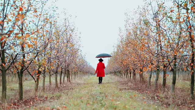 Woman in red coat, hat and umbrella walking alone between trees in apple garden at autumn season. Girl goes ahead away from camera. Minimalism, travel, nature concept