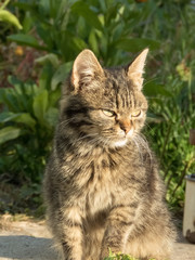 The muzzle of a brown domestic cat. The cat looks up. Yellow-green blurry background with circles. Cat's face close-up. A pet in nature. Bokeh. The village, the park.