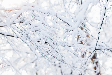 close-up of branches without leaves are covered with a layer of snow