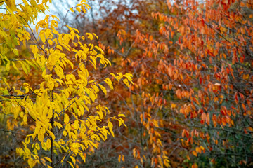 Golden Autumn Fall Leaves