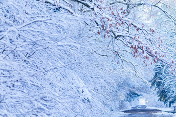 road in the park over which many snow-covered trees