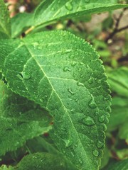 green leaf with drops of water