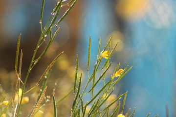 grass and yellow flowers