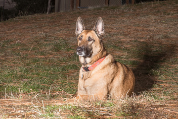 german shepherd/belgian malinois