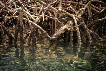 Red crab on the roots of a mangrove tree. Cayo Arena, Punta Rucia, Dominican Republic .