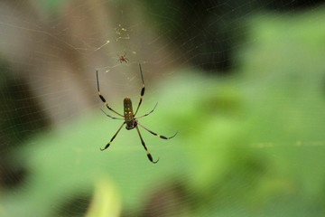 Goldene Seidenspinne in Costa Rica