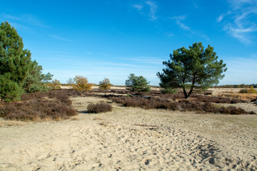 Landscape with yellow sand dunes, trees and plants and blue sky, National park Druinse Duinen in North Brabant, Netherlands