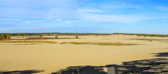 Landscape with yellow sand dunes, trees and plants and blue sky, National park Druinse Duinen in North Brabant, Netherlands