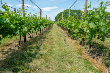 Fototapeta na wymiar Vineyard in Netherlands, production of tasty white and rose wine