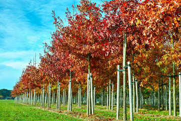 Garden and park tree nurseries specialise in medium to very large sized trees, white american oak...