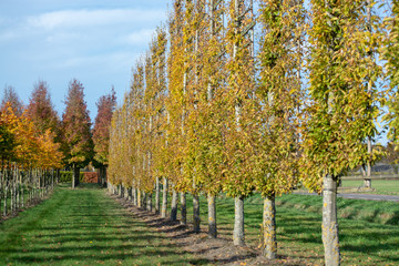 Dutch nursery of exclusive shaped espaliered decorative trees, plantation of trees formed with...