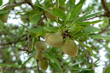 Green young almonds nuts growing on almond tree