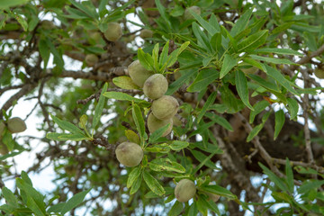 Green young almonds nuts growing on almond tree