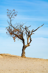 One old dried tree in yellow desert sands and blue sky, loneliness concept, desert landscape