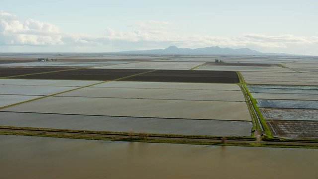 Aerial view of cultivated rice growing fields Sutter Northern California