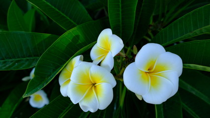 Cava D'aliga, Sicily. This flower is named the Plumeria, also known as Frangipani or Pomelia. Sicilian women used to plant it and give it to their daughters (or granddaughters) after the marriage