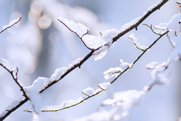 A close-up of thin branches of a tree covered with snow on a blurry background