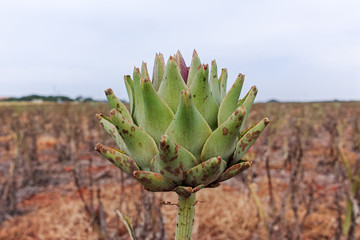 Artichoke plants with buds and flowers on farm field after harvesting in May, Apulia, Italy