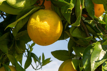 Big ripening orange citrus fruit on orange tree in orchard