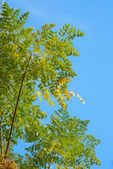 Green tree and blue sky