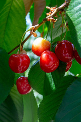 Organic sweet cherry ripening on cherry tree close up, sunny day