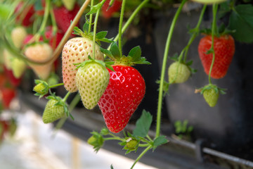 Harvesting of fresh ripe big red strawberry fruit in Dutch greenhouse