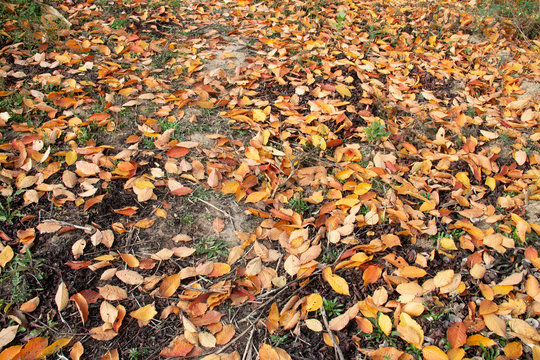 Colorful autumn leaves of cherry against the background of the earth, top view. image for text