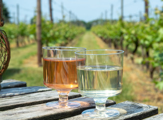 Dutch winery, white and rose wine tasting on vineyard in Brabant on outside terrace