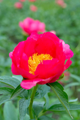 Colorful field with seasonal blossom of big pink peony roses flowers, countryside landscape, Dutch flowers