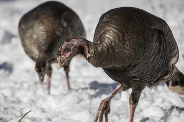 wild turkeys