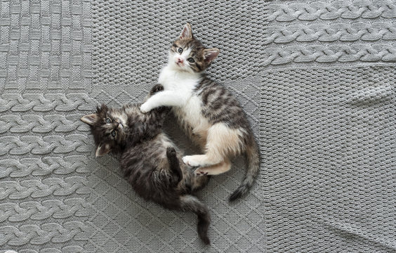 Kittens