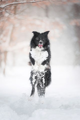 black and white border collie dog jumping up high in snow