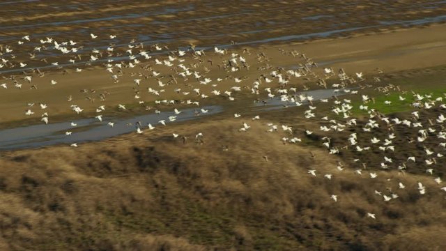 Aerial view of flock of geese flying over rice fields Northern California