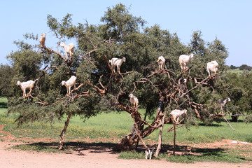 Goats grazing in an argan tree in Morocco