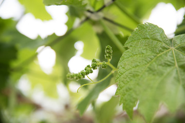 The fruit of freshly grown grape